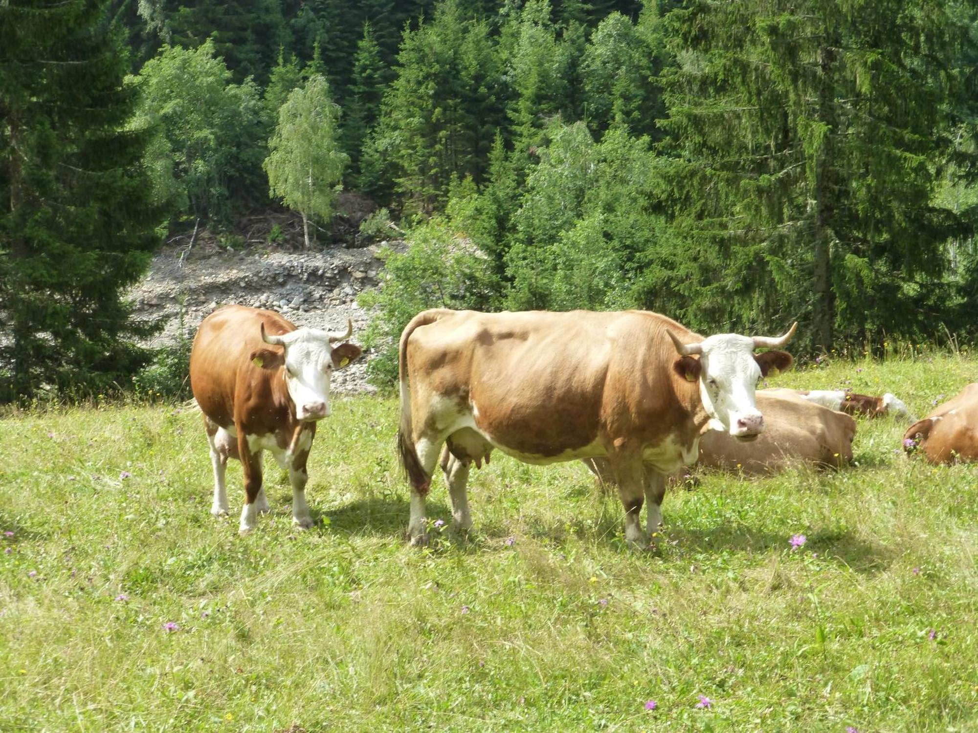 B&B,Bergheimat Oase Irschen Exteriör bild