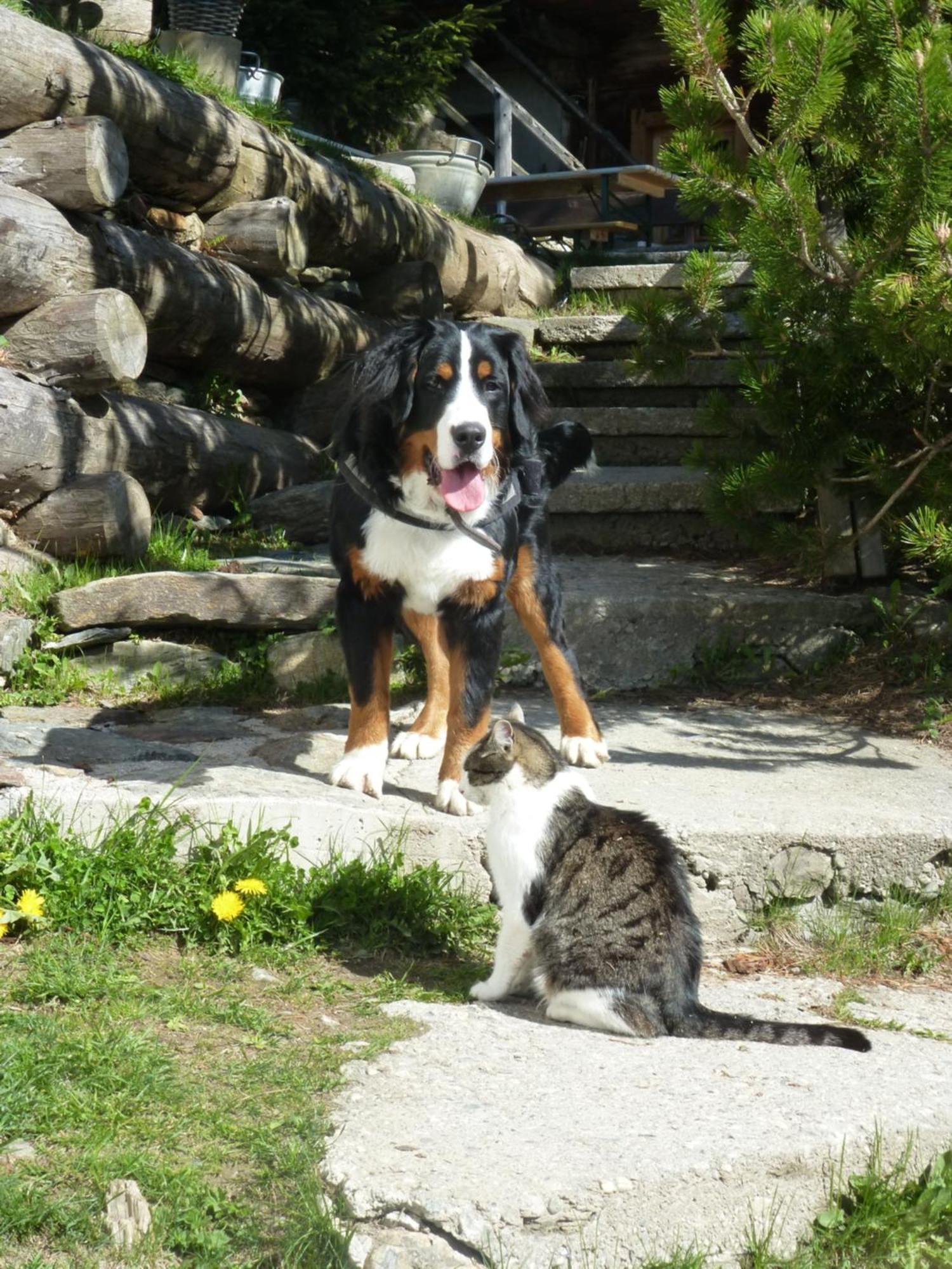 B&B,Bergheimat Oase Irschen Exteriör bild